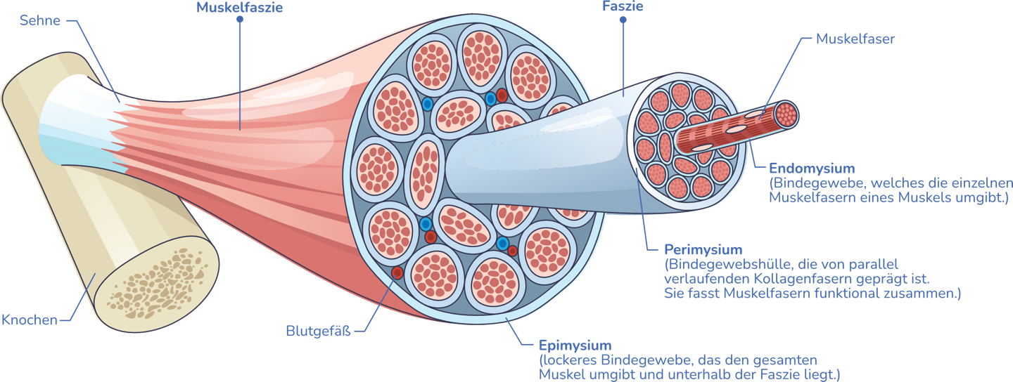 Faszien und Skelettmuskel